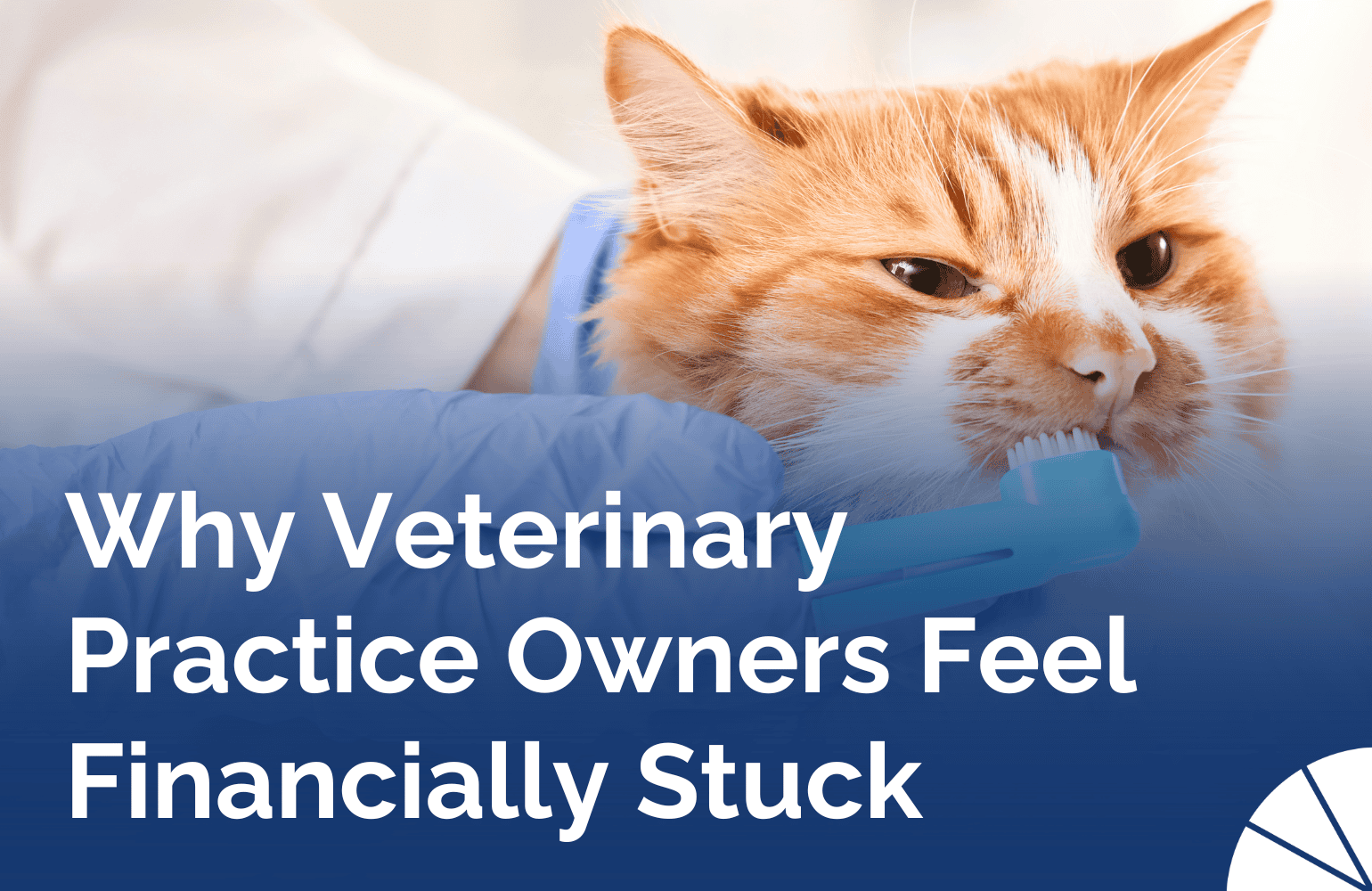 veterinary practice finances